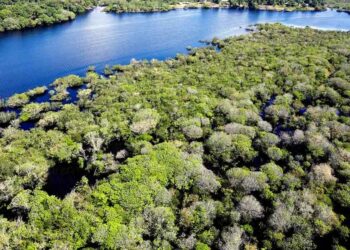 DEFESA DA NATUREZA: Governo lança edital para combate ao desmatamento na Amazônia