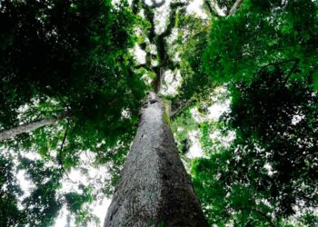 Lei do licenciamento ambiental entra em vigor com ações no STF